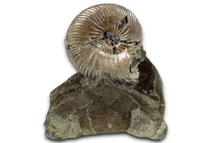 Iridescent, Pyritized Ammonite (Quenstedticeras) Fossil Display #353748